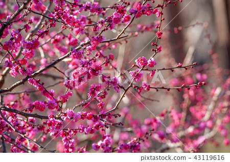 Jeollanam-do, Korea, Hwaeomsa Temple, Jeollanam-do, Korea, Hwaeomsa Temple, 43119616