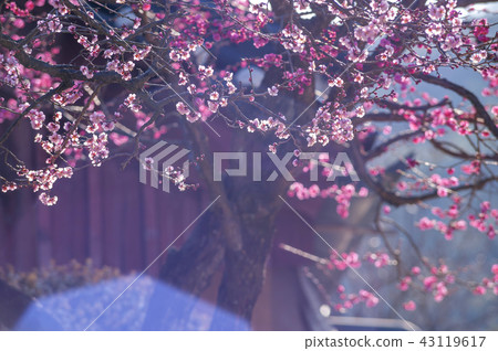 Jeollanam-do, Korea, Hwaeomsa Temple, 43119617