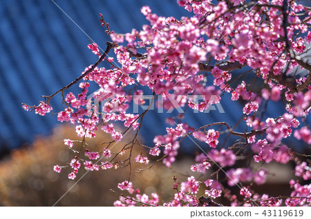 Jeollanam-do, Korea, Hwaeomsa Temple, Jeollanam-do, Korea, Hwaeomsa Temple, 43119619