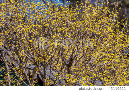 Jeollanam-do, Korea, Hwaeomsa Temple, 43119621