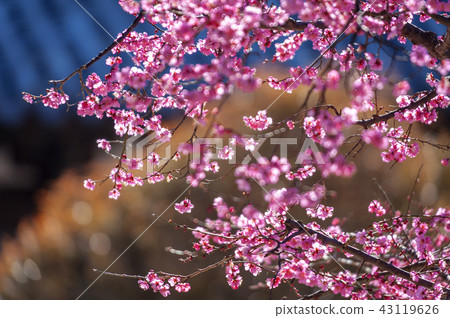 Jeollanam-do, Korea, Hwaeomsa Temple, 43119626