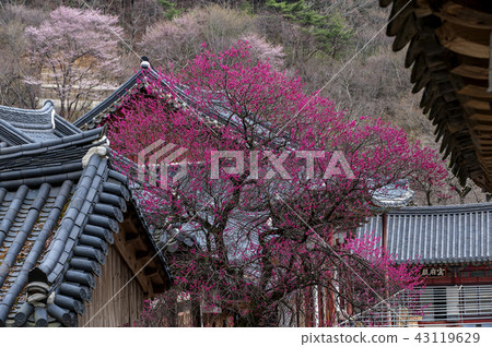 Jeollanam-do, Korea, Hwaeomsa Temple, 43119629