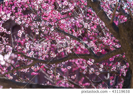 Jeollanam-do, Korea, Hwaeomsa Temple, 43119638