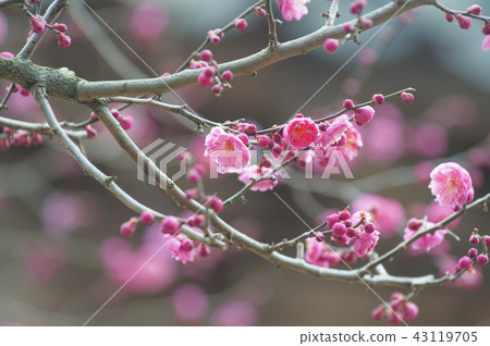 Jeollanam-do, Korea, Hwaeomsa Temple, Jeollanam-do, Korea, Hwaeomsa Temple, 43119705