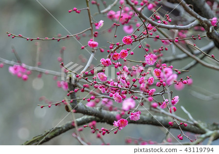 Jeollanam-do, Korea, Hwaeomsa Temple, Jeollanam-do, Korea, Hwaeomsa Temple, 43119794