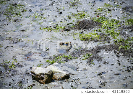 Jeollanamdo，韓國，Wando，Cheonhaejin 43119863