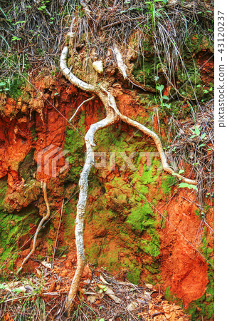 Jeollanam-do，韓國，Kangjin-gun， 43120237