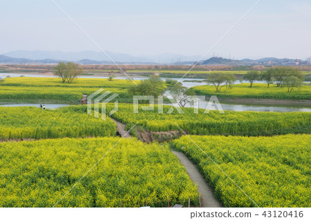 Jeollanam-do, Korea, Naju, Youngsan River, Rape flowers Jeollanam-do, Korea, Naju, Youngsan River, Rape flowers 43120416