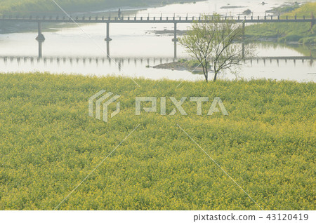 Jeollanam-do, Korea, Naju, Youngsan River, Rape flowers Jeollanam-do, Korea, Naju, Youngsan River, Rape flowers 43120419