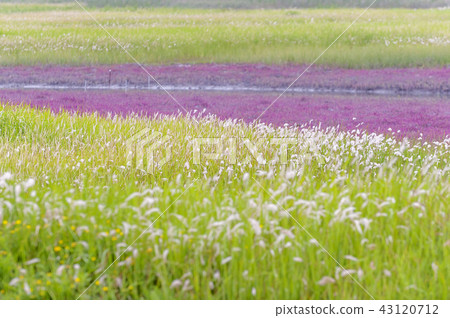 Jeollanamdo, Korea, Shinan, Jindo, Taepyeong 43120712