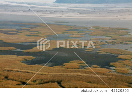 Jeollanam-do, Korea, Suncheon Bay, Ecological Park Jeollanam-do, Korea, Suncheon Bay, Ecological Park 43120803
