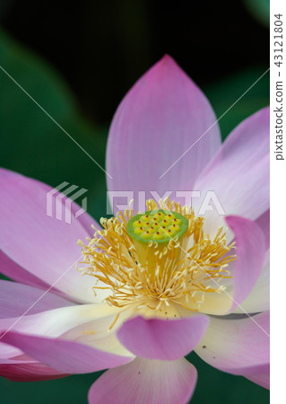 Lotus flower Lotus flower 43121804