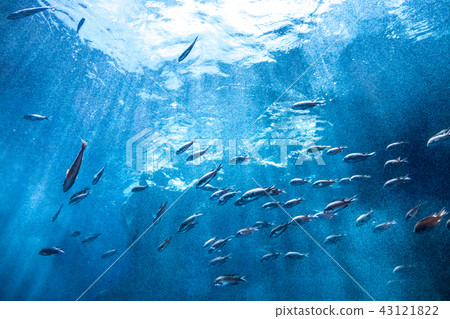 魚在海上學校 魚在海上學校 43121822