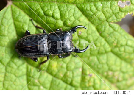 台灣肥角鍬形蟲(Aegus laevicollis formosae)雄 台灣肥角鍬形蟲(Aegus laevicollis formosae)雄 43123065