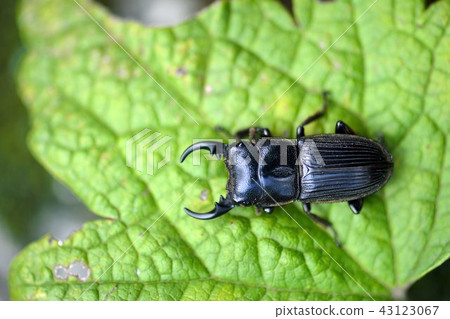 Taiwan Aegus laevicollis formosae 43123067