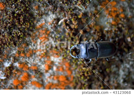 台灣肥角鍬形蟲(Aegus laevicollis formosae)雄 台灣肥角鍬形蟲(Aegus laevicollis formosae)雄 43123068