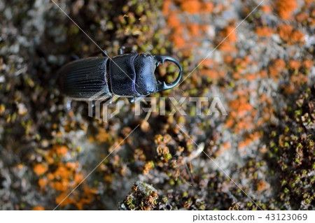 台灣肥角鍬形蟲(Aegus laevicollis formosae)雄 台灣肥角鍬形蟲(Aegus laevicollis formosae)雄 43123069