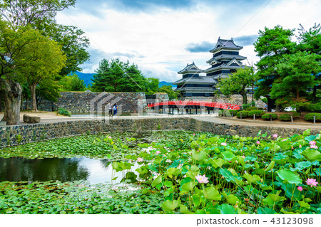 (Nagano Prefecture) National Treasure Matsumoto Castle Lotus Pond (Nagano Prefecture) National Treasure Matsumoto Castle Lotus Pond 43123098