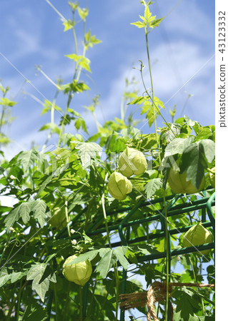 Fuzen kazura（氣球kudzu） 43123332