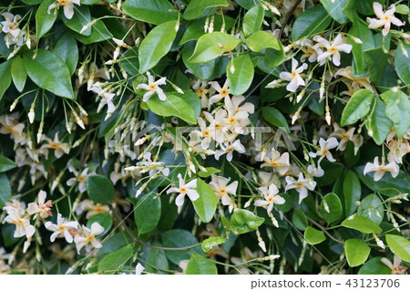 Futsuko Tsukuya Kajira Flower language is "graceful woman" 43123706