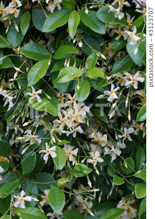 Futsuko Tsukuya Kajira Flower language is "graceful woman" 43123707