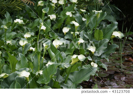 Color Green Godess Hana's language is "wonderful beauty" 43123708