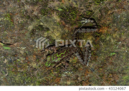 斯文豪氏赤蛙 Swinhoe's frog (Odorrana swinhoana) 43124067