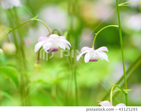 Rengamesha的風景 43125293