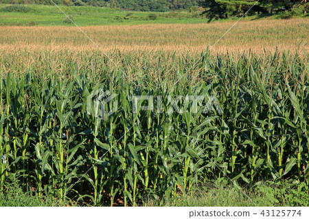 小米農場 小米農場 43125774