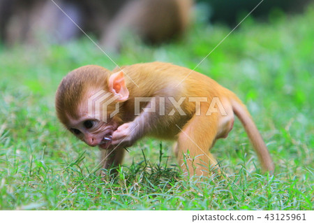 A monkey in Kam Shan Country Park, hk A monkey in Kam Shan Country Park, hk 43125961