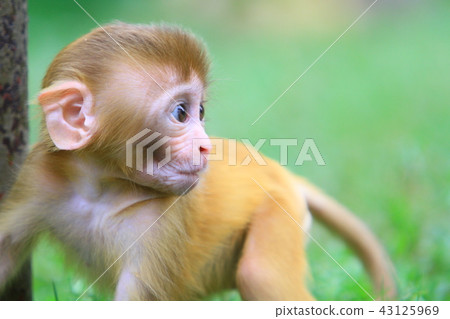 A monkey in Kam Shan Country Park, hk A monkey in Kam Shan Country Park, hk 43125969
