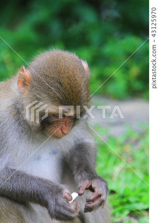 A monkey in Kam Shan Country Park, hk A monkey in Kam Shan Country Park, hk 43125970
