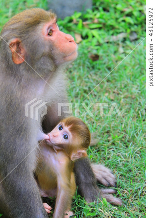 A monkey in Kam Shan Country Park, hk A monkey in Kam Shan Country Park, hk 43125972
