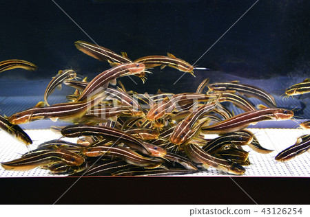 Gonzui Gonzui 43126254