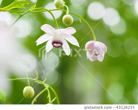 Rangeshouma and jade balloons Rangeshouma and jade balloons 43126255