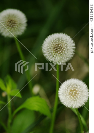 Dandelion flower 43126488