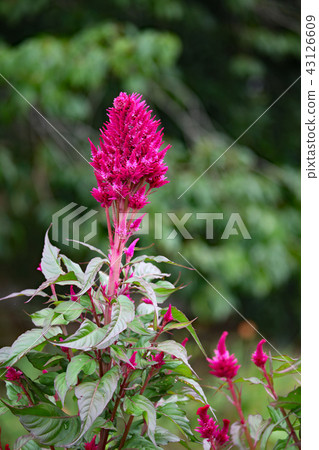 Keito的花 Keito的花 43126609