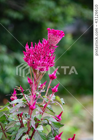 Flowers of Keito 43126610