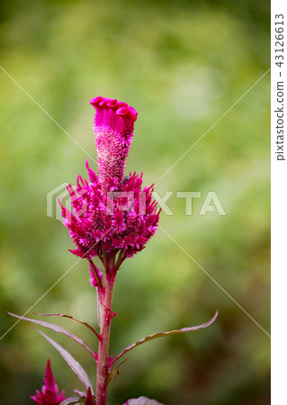Flowers of Keito 43126613