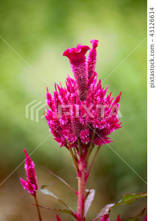 Flowers of Keito 43126614