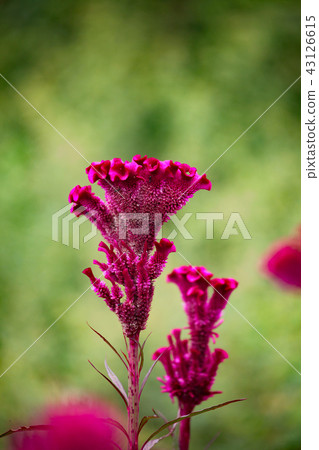 Flowers of Keito 43126615