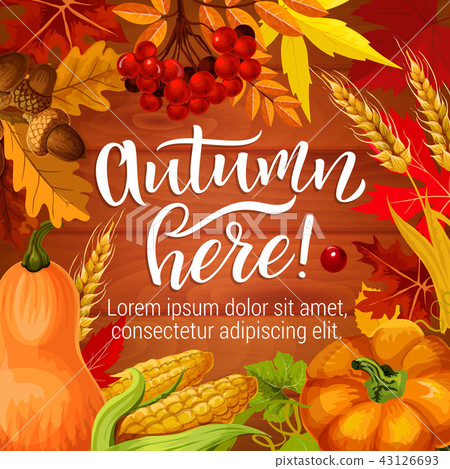 Autumn season harvest, vector holiday poster Autumn season harvest, vector holiday poster 43126693