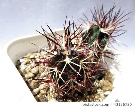 Cactus Davy Cactus Davy 43126720