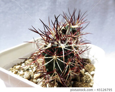 Cactus Davy Cactus Davy 43126795