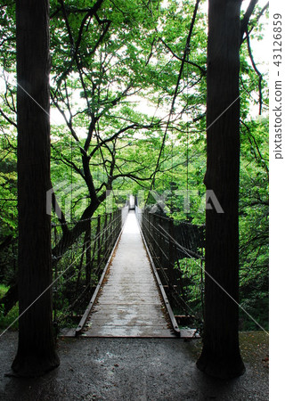 懸索橋和兩個支柱（靜岡縣新東郡長泉町Surugetaira自然公園） 43126859