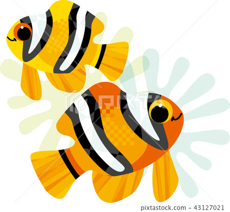 父母和小孩小丑anemonefish 43127021