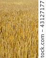 麥田 麥田 43127177