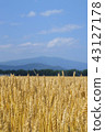 麥田 麥田 43127178