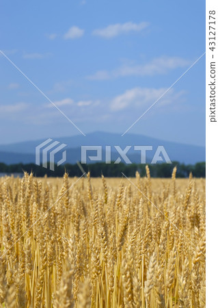 Wheat field Wheat field 43127178