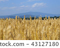麥田 麥田 43127180